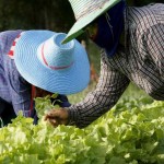 Mύθοι και αλήθειες για τις βιολογικές καλλιέργειες