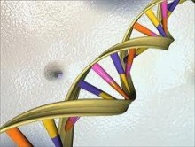 Το "κοινωνικό" γονίδιο DRD4 7R συνδέεται με τη μακροζωία