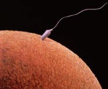 sperma gonimothta