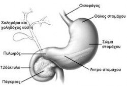 stomaxi