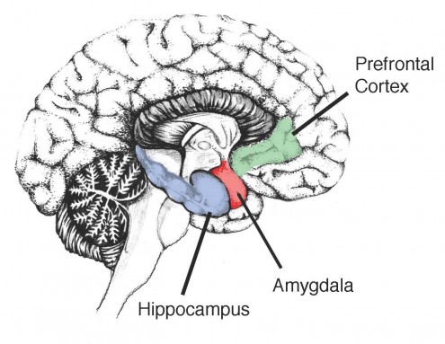 Hippocampus-in-the-human-brain