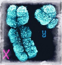 y-chromosome-