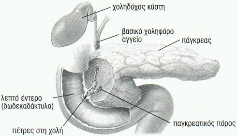 pancreas1 1