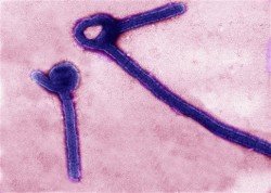 ebola la 4