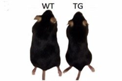transgenic-mice
