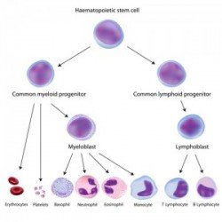hematopoietic-5555555stem-cells-01-300x300