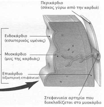 perikardio55