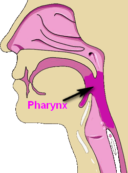 phary55nx-04