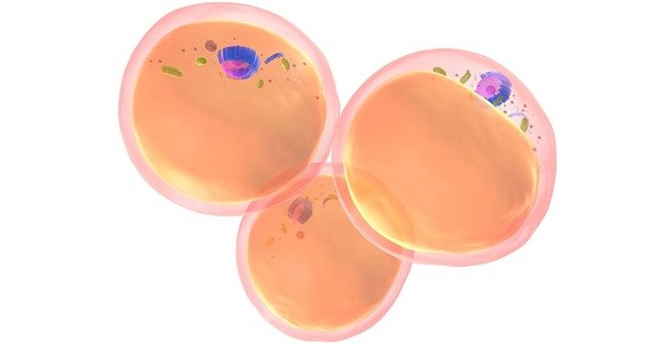 fat-cells155