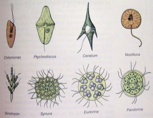 protozoa 3
