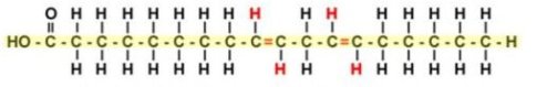 trans linoleic