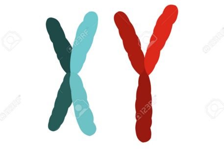 chromosome xy