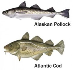 cod pollock