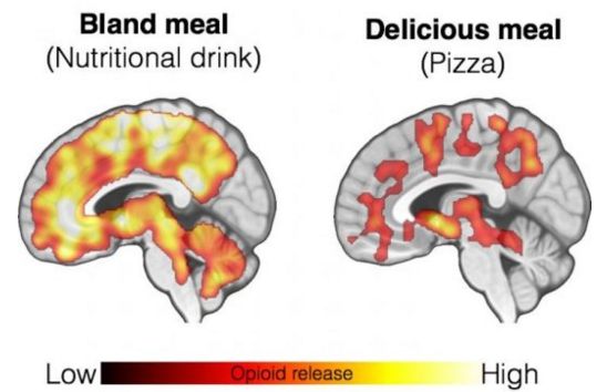 Το φαγητό προκαλεί σημαντική παραγωγή ενδορφινών