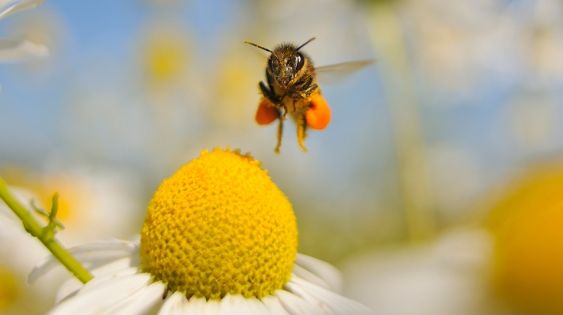 Μέλι: To 75% των δειγμάτων περιέχουν νεονικοτινοειδή φυτοφάρμακα