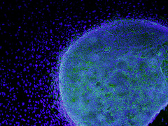 stem-embryonic