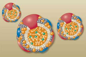 HDL-c Η λιποπρωτεΐνη HDL