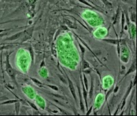 stem_cells-mouse