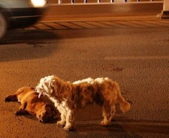dog-royal1