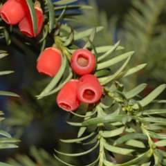 taxus