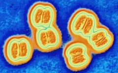 Meningitis