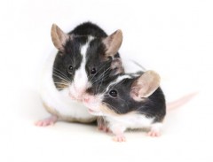 mouse