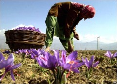saffron