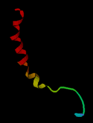 Neuropeptide_Y