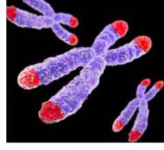 telomere