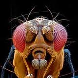 drosophila