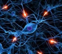brain