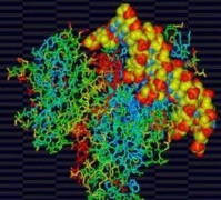 proteinh p53 DNA karkinos