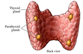 parathyroeidhs