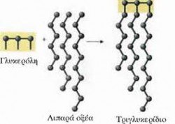 triglycerides