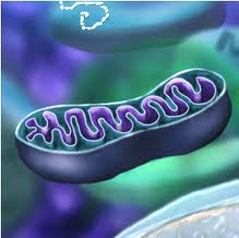 mitoxondria