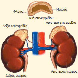 epinefridia