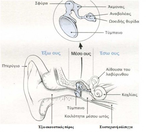 τι γνωριζετε για τον κοχλια του αυτιου