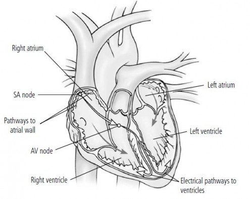 electrical system heart