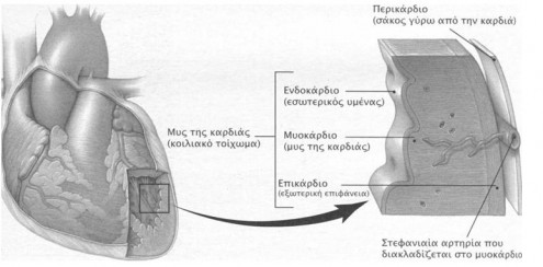 endoka myokardio perika