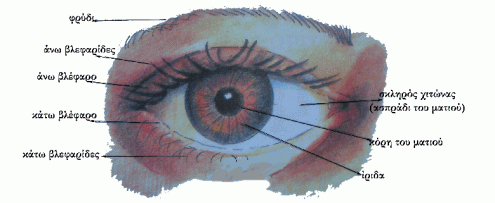 eye