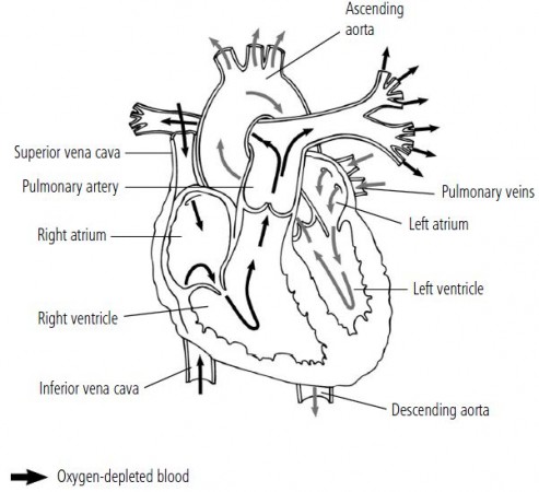 SOLUTION Internal structure of human heart  Studypool