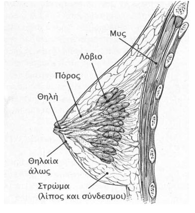 mastos