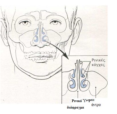 myth anatomia