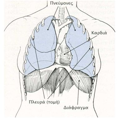 pneumones