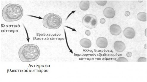 vlastokyttara 4