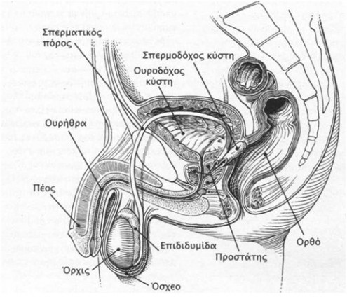Το ανδρικό αναπαραγωγικό σύστημα