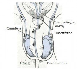 andriko systhma1