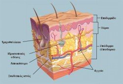 derma_anatomia