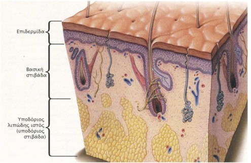 derma_epidemida