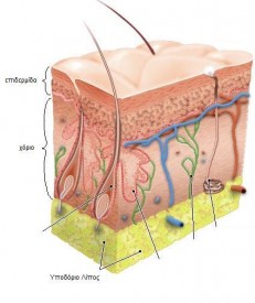 epidermis 4